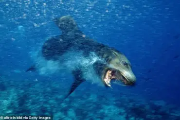 Surfer Attacked by Zombie-Like Neurotoxin-Infected Sea Lion in California