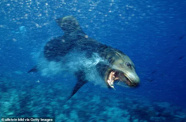 Surfer Attacked by Zombie-Like Neurotoxin-Infected Sea Lion in California