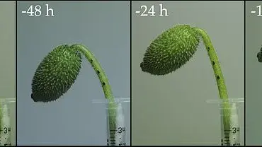 The Mystery of the Squirting Cucumber Unveiled: A Groundbreaking Study Reveals its Seed Dispersal Secrets