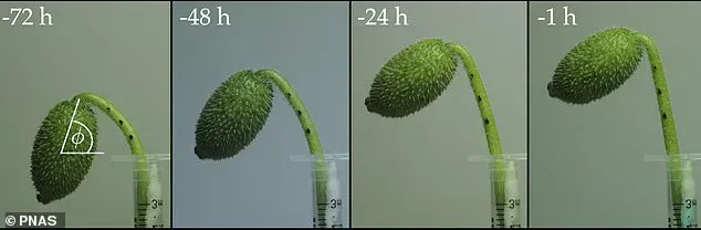 The Mystery of the Squirting Cucumber Unveiled: A Groundbreaking Study Reveals its Seed Dispersal Secrets
