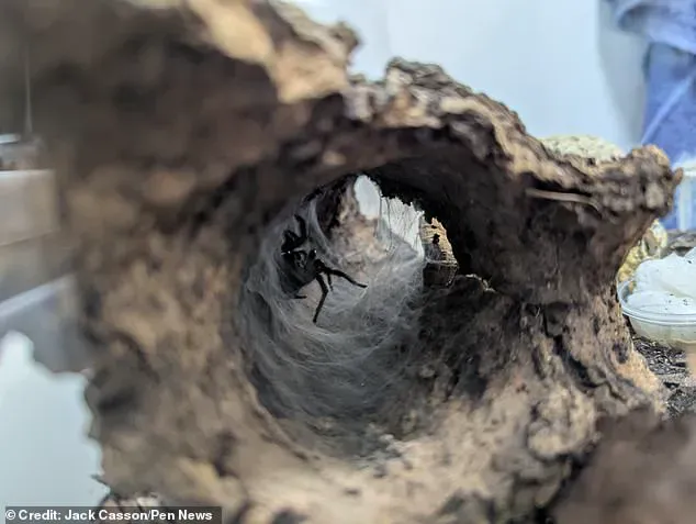 Unexpected Visitor: Europe's Largest Spider Invades British Nursery Amid Olive Delivery