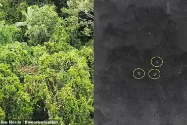 Unraveling the Mystery of Bennett's Tree Kangaroos: A Thermal Drone Study
