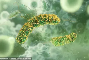 NYC Food Producer Recalls Enoki Mushrooms Due to Listeria Contamination