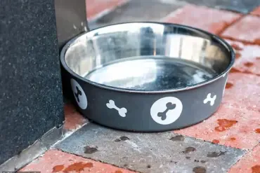 Public Dog Water Bowls: A Risky Refreshment For Pets
