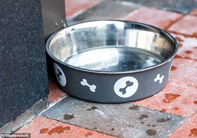 Public Dog Water Bowls: A Risky Refreshment For Pets