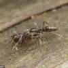 Government Launches Efforts to Contain Asian Needle Ants Amid Public Health Concerns
