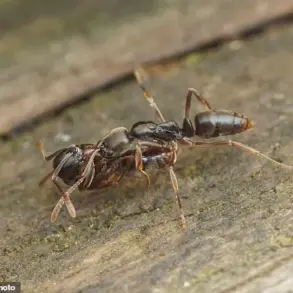 Government Launches Efforts to Contain Asian Needle Ants Amid Public Health Concerns