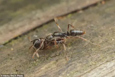 Government Launches Efforts to Contain Asian Needle Ants Amid Public Health Concerns