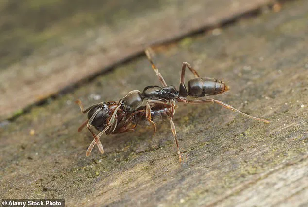 Government Launches Efforts to Contain Asian Needle Ants Amid Public Health Concerns