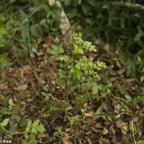 Britain's Ash Trees Evolve Resistance to Deadly Fungus as Natural Selection Takes Hold