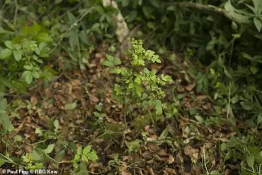 Britain's Ash Trees Evolve Resistance to Deadly Fungus as Natural Selection Takes Hold