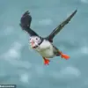 Climate Change and Habitat Loss Could Drive Hundreds of Bird Species to Extinction, Study Warns
