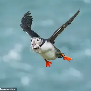 Climate Change and Habitat Loss Could Drive Hundreds of Bird Species to Extinction, Study Warns