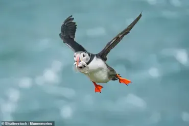 Climate Change and Habitat Loss Could Drive Hundreds of Bird Species to Extinction, Study Warns