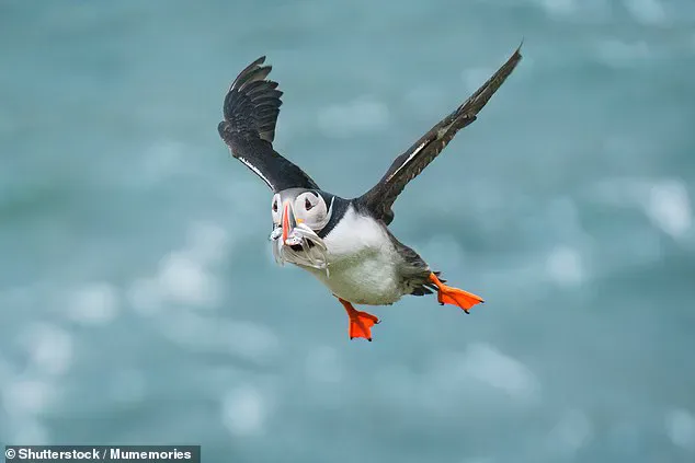 Climate Change and Habitat Loss Could Drive Hundreds of Bird Species to Extinction, Study Warns