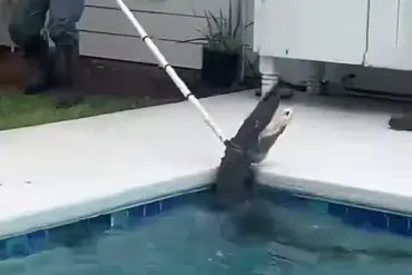 Emergency: 7-Foot Alligator's Violent Death Spiral in Pinecrest Lakes Triggers Survival Struggle