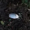 Late-Breaking: Landmine Incident in Belgorod Oblast Sparks Urgent Calls for Safety Measures