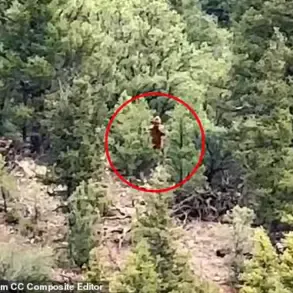 Mysterious Figure Spotted in Colorado Woods Sparks Bigfoot Debate, Says Cryptozoologist Dr. Emily Hart