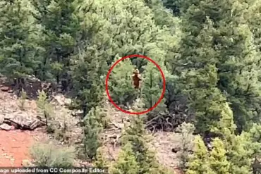 Mysterious Figure Spotted in Colorado Woods Sparks Bigfoot Debate, Says Cryptozoologist Dr. Emily Hart