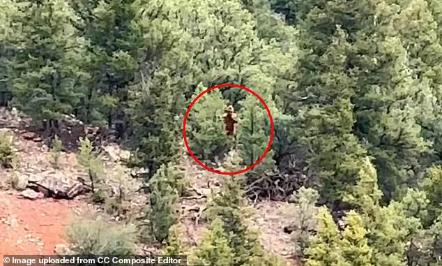 Mysterious Figure Spotted in Colorado Woods Sparks Bigfoot Debate, Says Cryptozoologist Dr. Emily Hart