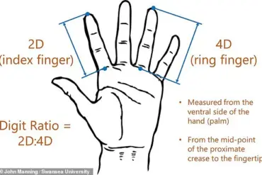 Scientists Reveal Surprising Link Between Index and Ring Finger Lengths and Athletic Potential