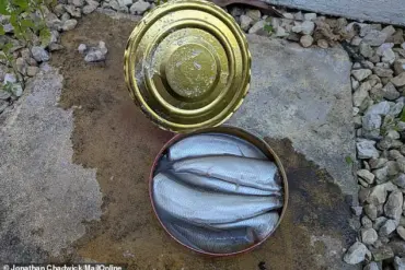 The Stench of Tradition: Surströmming's Journey from 16th-Century Sweden to Social Media Challenges