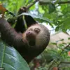 Debunking the Myth: Sloths Do Fart, New Video Reveals