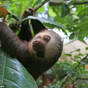 Debunking the Myth: Sloths Do Fart, New Video Reveals