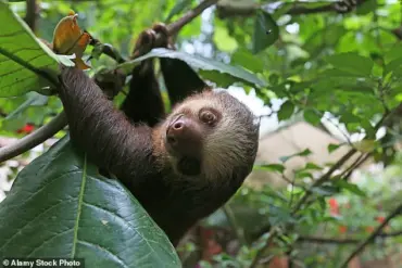 Debunking the Myth: Sloths Do Fart, New Video Reveals