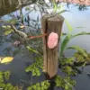 Florida Officials Warn of Threat Posed by Invasive Apple Snail Egg Masses, Urging Destruction to Protect Ecosystems and Public Health