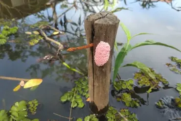 Florida Officials Warn of Threat Posed by Invasive Apple Snail Egg Masses, Urging Destruction to Protect Ecosystems and Public Health