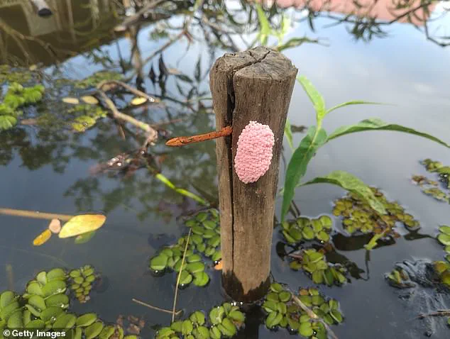 Florida Officials Warn of Threat Posed by Invasive Apple Snail Egg Masses, Urging Destruction to Protect Ecosystems and Public Health