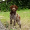 King Charles III Launches Bespoke Tweed Jackets for Dogs at Sandringham Estate