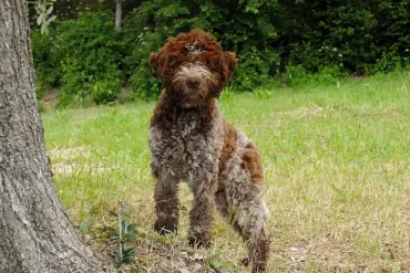 King Charles III Launches Bespoke Tweed Jackets for Dogs at Sandringham Estate