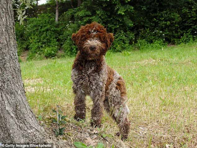 King Charles III Launches Bespoke Tweed Jackets for Dogs at Sandringham Estate