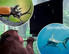 Late-Breaking: Chinese Scientists Transform Bees into Cyborgs, Pioneering Human-Insect Collaboration in Bioengineering