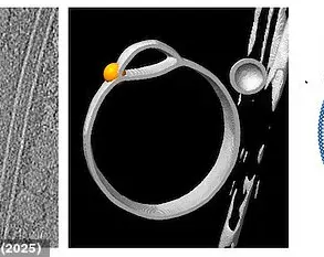 Scientists Discover Hemifusomes: A New Cellular Structure with Potential Roles in Waste Management