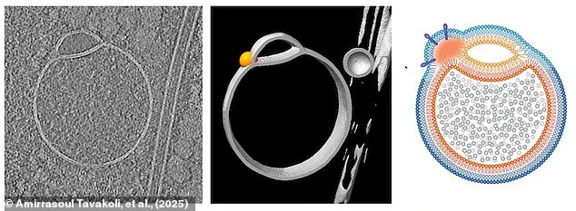 Scientists Discover Hemifusomes: A New Cellular Structure with Potential Roles in Waste Management