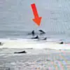 Shark Attack Injures Surfer in Florida, Reigniting Urgent Safety Debates in Shark Hotspot