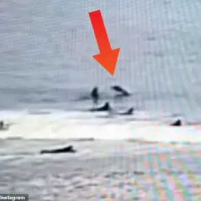 Shark Attack Injures Surfer in Florida, Reigniting Urgent Safety Debates in Shark Hotspot