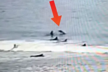 Shark Attack Injures Surfer in Florida, Reigniting Urgent Safety Debates in Shark Hotspot