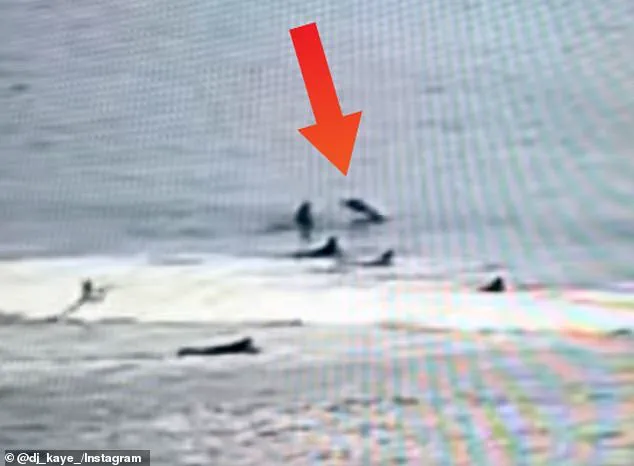 Shark Attack Injures Surfer in Florida, Reigniting Urgent Safety Debates in Shark Hotspot