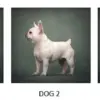 UK Dog Breed Preferences Shift: Growing Concerns Over Health Risks for Pets and Communities