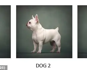 UK Dog Breed Preferences Shift: Growing Concerns Over Health Risks for Pets and Communities
