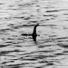 University of St Andrews Study Reveals Loch Ness Monster Witnesses May Be Telling the Truth