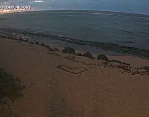 Urgent: Earthquake May Have Triggered Whale Strandings in Japan, Experts Warn