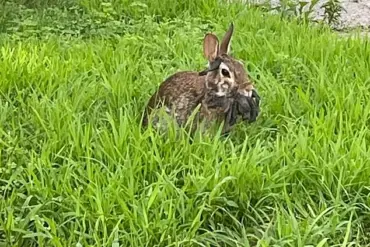 Breaking: 'Frankenstein'-Like Rabbits and Viral Outbreak Spotted Nationwide – Experts Sound Alarm