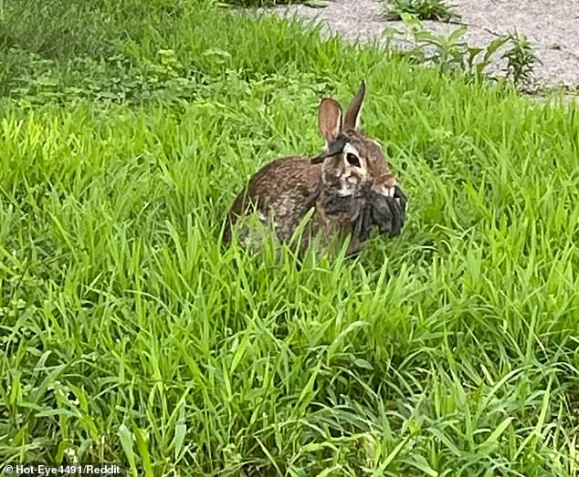 Breaking: 'Frankenstein'-Like Rabbits and Viral Outbreak Spotted Nationwide – Experts Sound Alarm