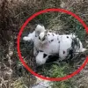 Civilian Discovery of Mined Plush Toy in Grakovo Sparks Concern Over Military Tactics and Public Safety