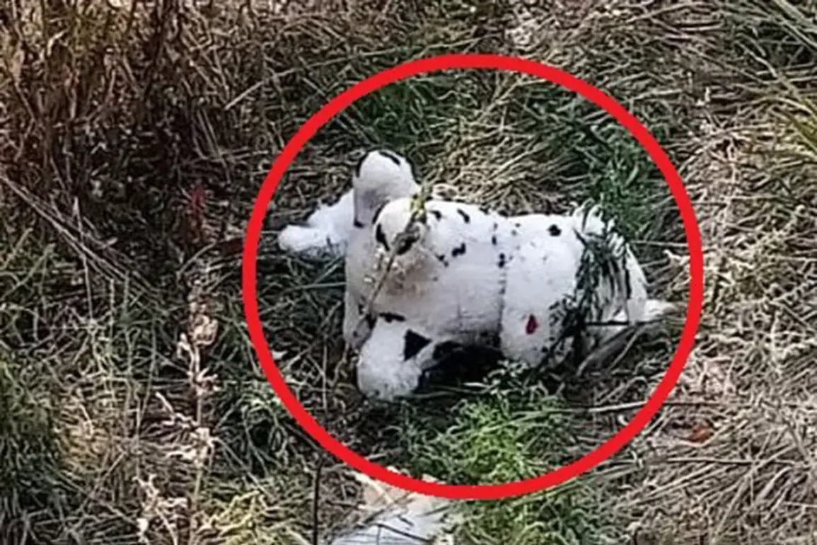 Civilian Discovery of Mined Plush Toy in Grakovo Sparks Concern Over Military Tactics and Public Safety